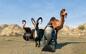 Goat Simulator 1 Der Ziegen-Simulator GOATY - Switch